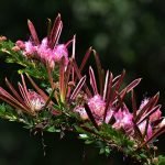 BOBINSANA POWDER / 200gr at 1kg - (Calliandra Angustifolia) 100% Pure Natural and Organic LEAF and