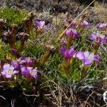 HERCAMPURI POUDRE- (Gentianella Albo-rosea) - Herbes en poudre 100% naturelles