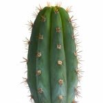 SAN PEDRO Dried Skin / 30gr at 2kg / - (Trichocereus Pachanoi cactus) Huachuma wachuma Echinopsis