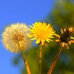 DANDELION PULVER / 200gr bei 2kg - (Taraxacum Officinale) - Kräuter Pulverisiert 100% Natürlich GANZE PFLANZE