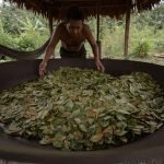 MAMBE / 30gr à 2kg / - Feuille de Coca + Cendre de Cetico