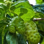 NONI EN POLVO / 200gr a 2kg - (Morinda Citrifolia) - Hierbas en Polvo 100% Natural FRUTA