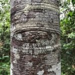 EOP - PALO ROSA EN ESENCIA DE ACEITE - (Tipuana tipu)